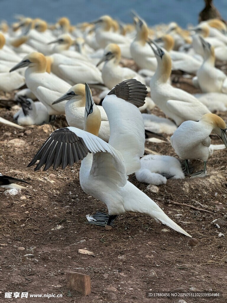 憨鲣鸟