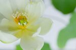 莲花
