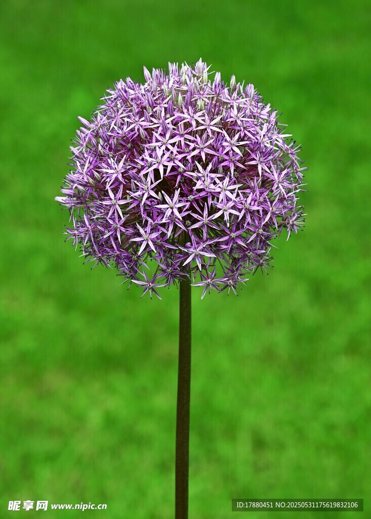 紫葱