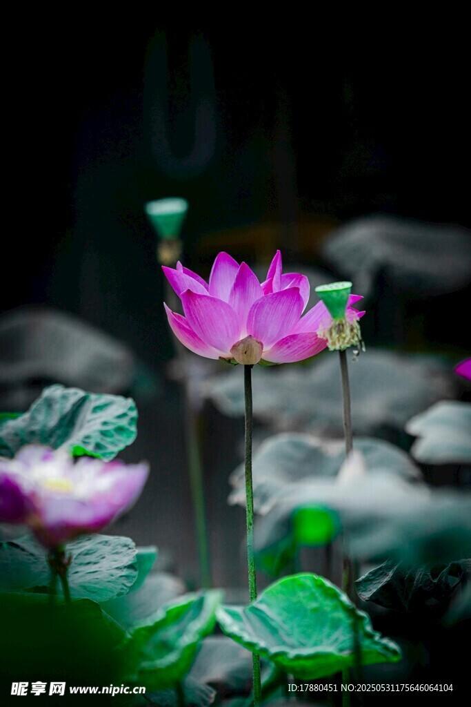 荷花