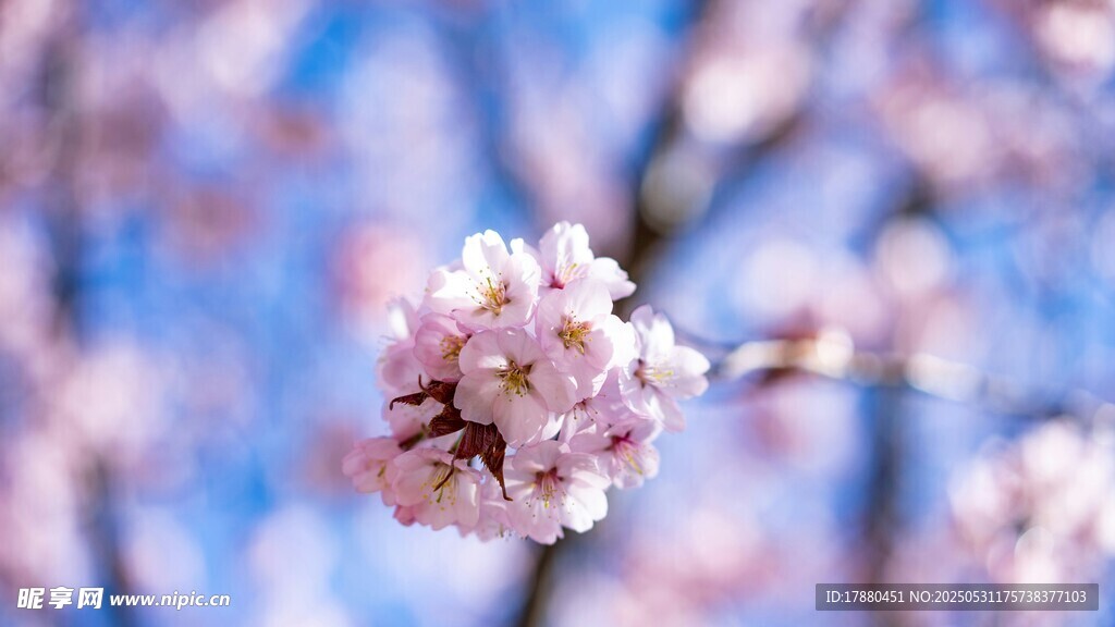 樱花