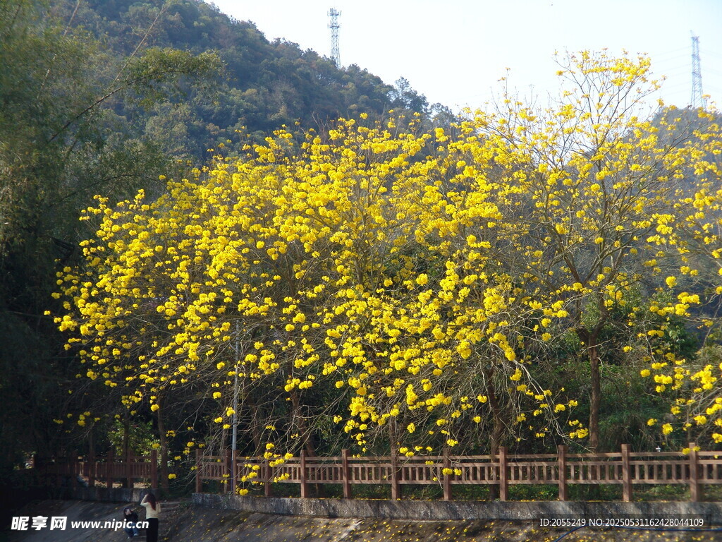 潮州市潮安区文词镇河塘村风铃木
