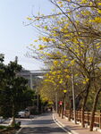 潮州市潮安区文词镇河塘村风铃木