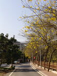 潮州市潮安区文词镇河塘村风铃木