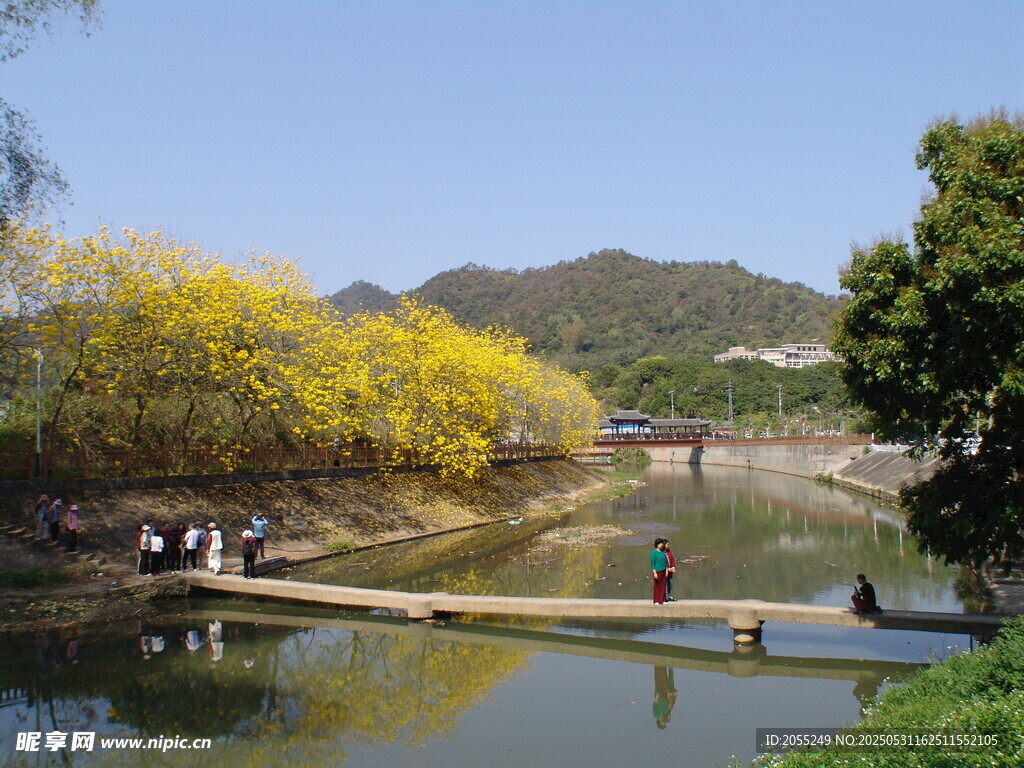 潮州市潮安区文词镇河塘村风铃木