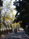 潮州市潮安区文词镇河塘村风铃木