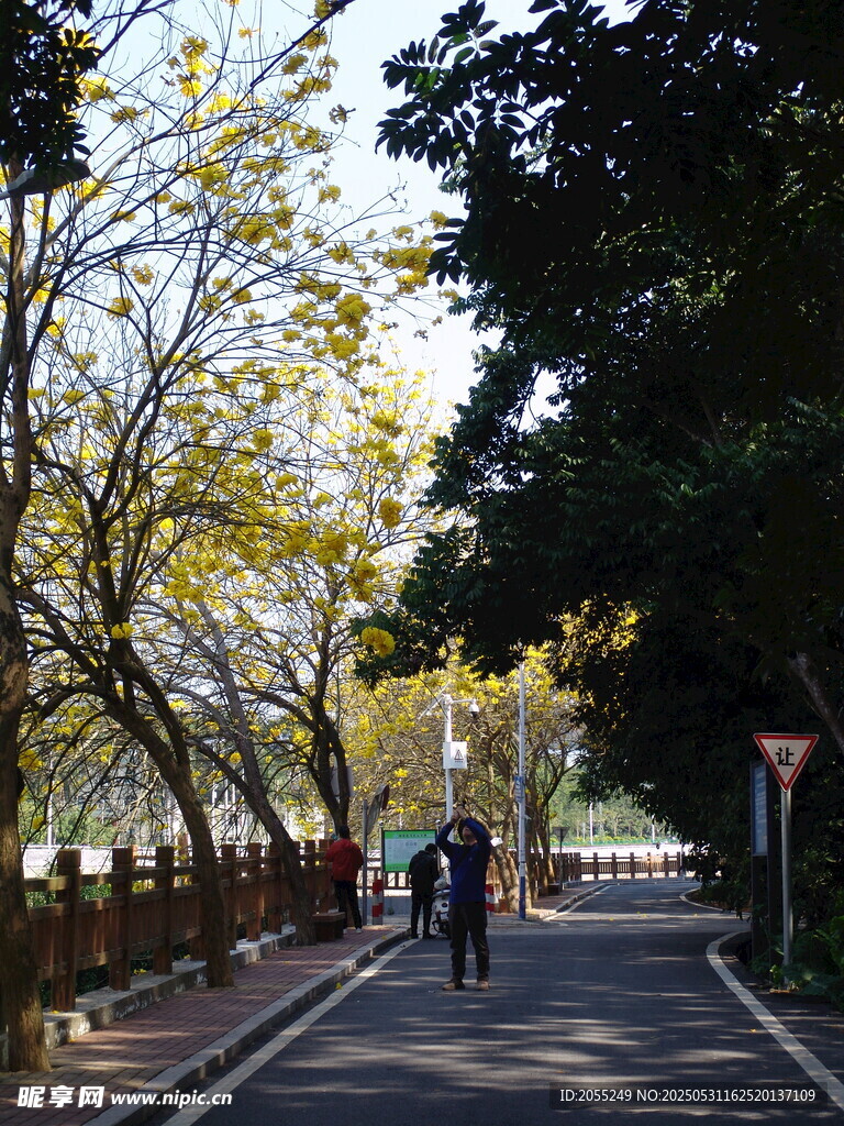 潮州市潮安区文词镇河塘村风铃木