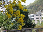 潮州市潮安区文词镇河塘村风铃木