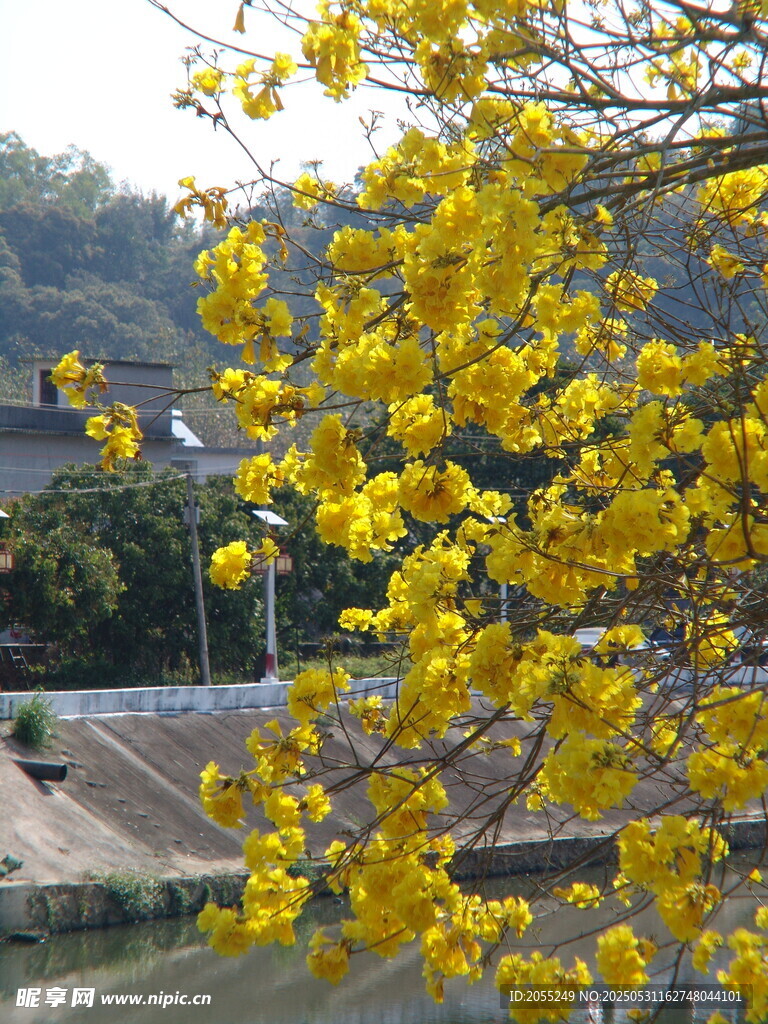 潮州市潮安区文词镇河塘村风铃木