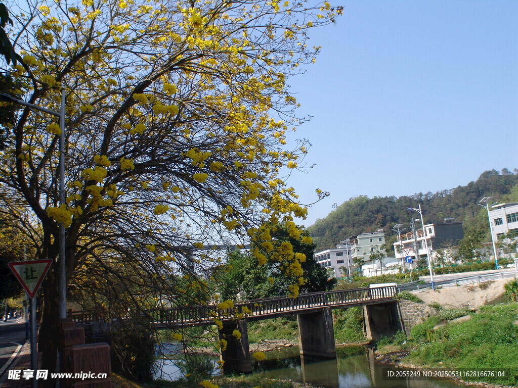 潮州市潮安区文词镇河塘村风铃木