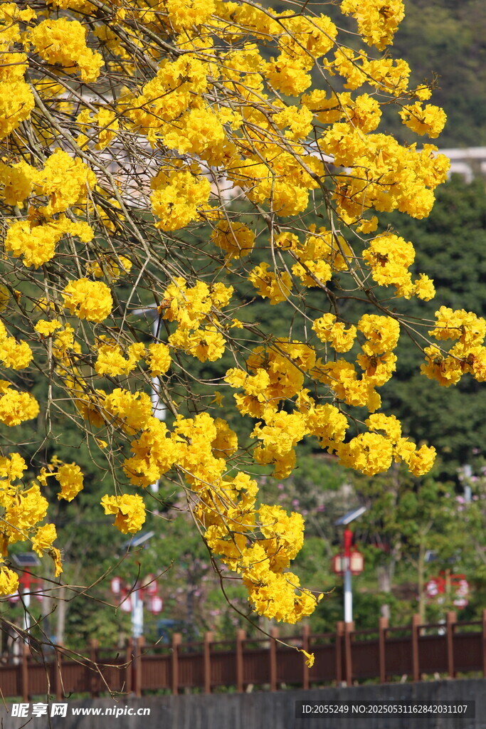 潮州市潮安区文词镇河塘村风铃木