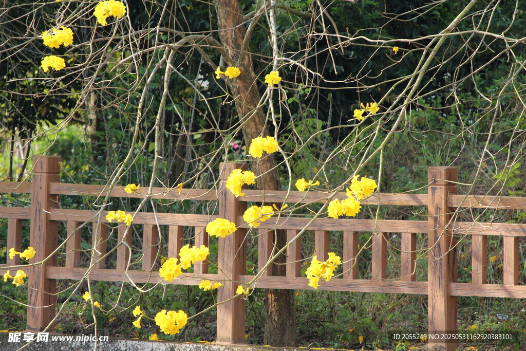潮州市潮安区文词镇河塘村风铃木