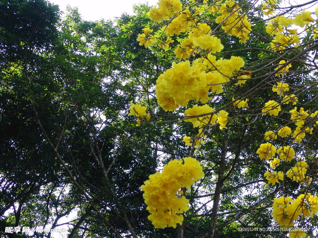 潮州市潮安区文词镇河塘村风铃木