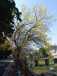 潮州市潮安区文词镇河塘村风铃木