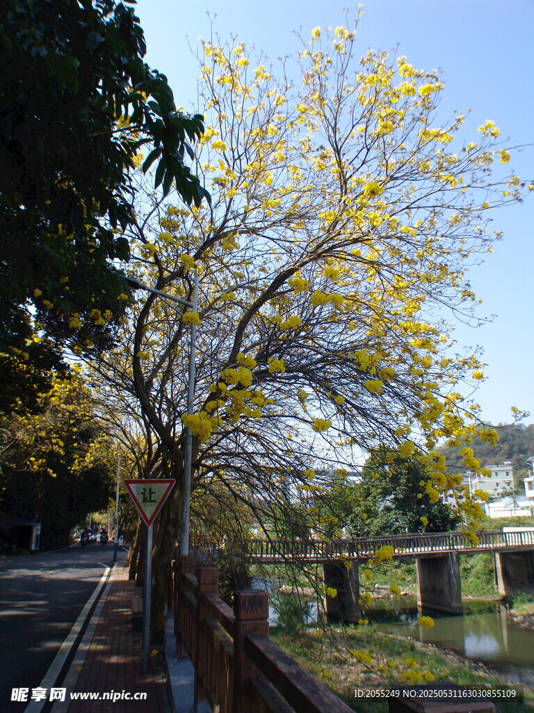 潮州市潮安区文词镇河塘村风铃木