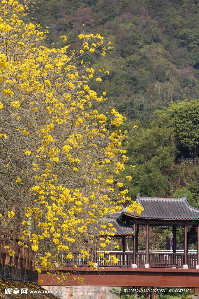 潮州市潮安区文词镇河塘村风铃木