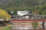 潮州市潮安区文词镇河塘村风铃木
