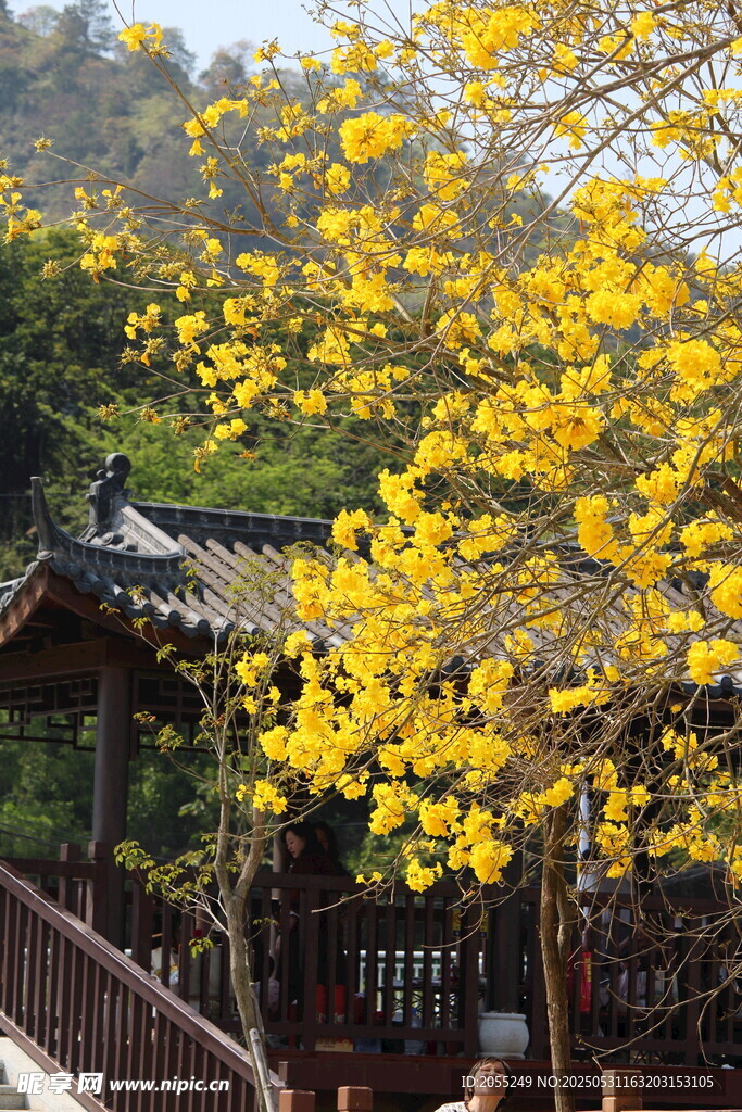 潮州市潮安区文词镇河塘村风铃木