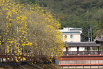 潮州市潮安区文词镇河塘村风铃木