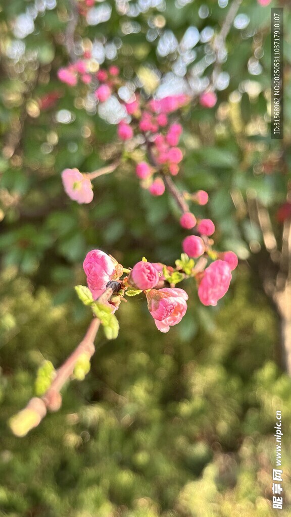 粉色娇艳花枝绽放