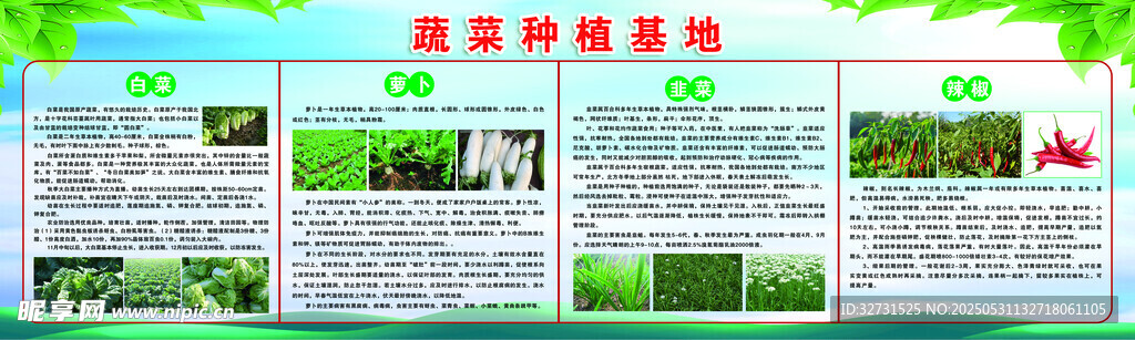蔬菜种植基地