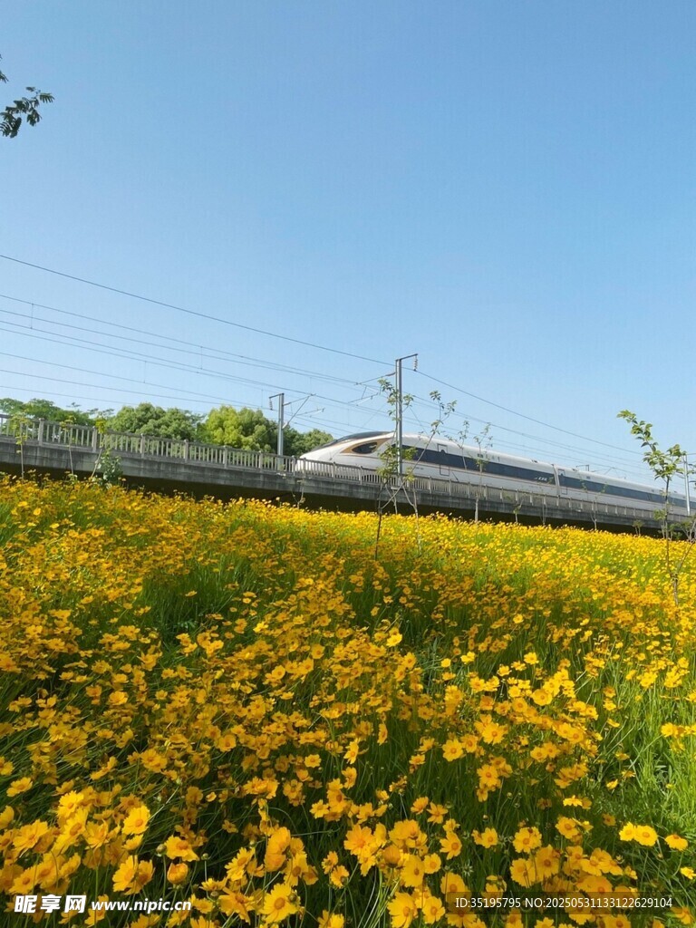 金黄花海中的行驶列车