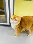 可爱金渐层猫咪室内站立