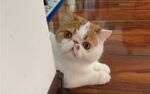 萌猫躲墙角探头张望