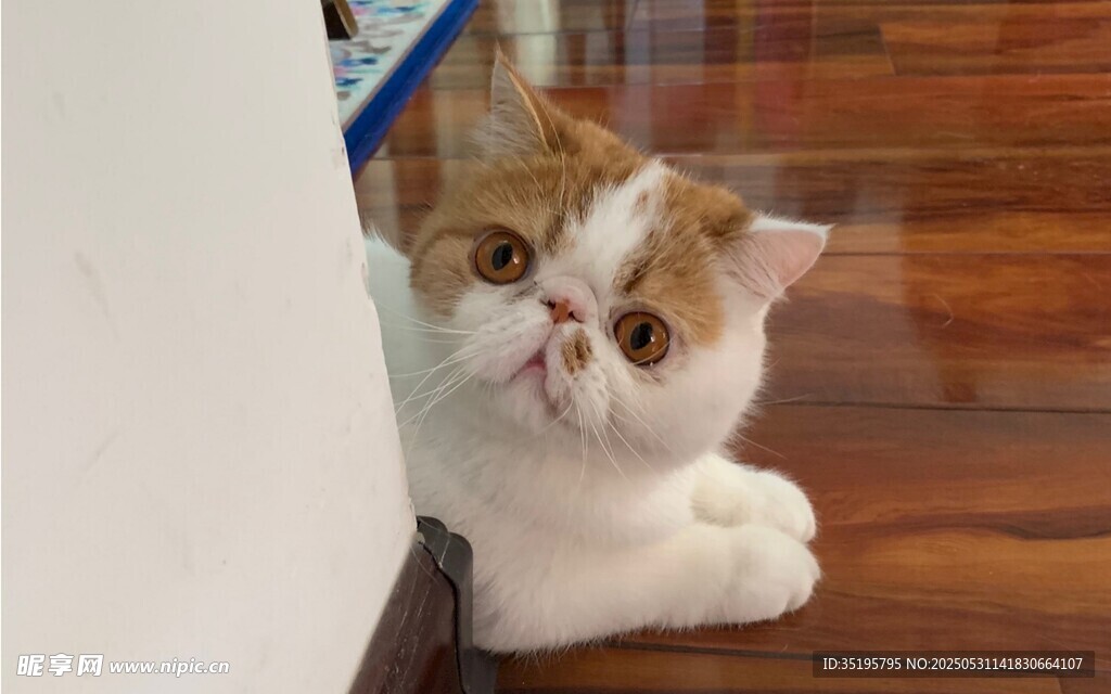 萌猫躲墙角探头张望