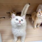 可爱猫咪齐聚展示萌态
