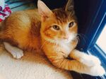 窗边橘猫惬意趴卧