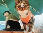 穿背心猫咪与休憩男子