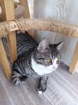 猫咪躲在编织椅下