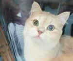可爱金渐层猫咪大眼睛