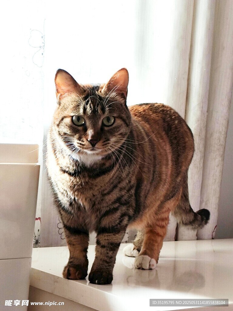 窗边萌态猫咪