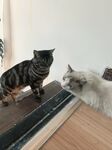 两猫对视互动瞬间