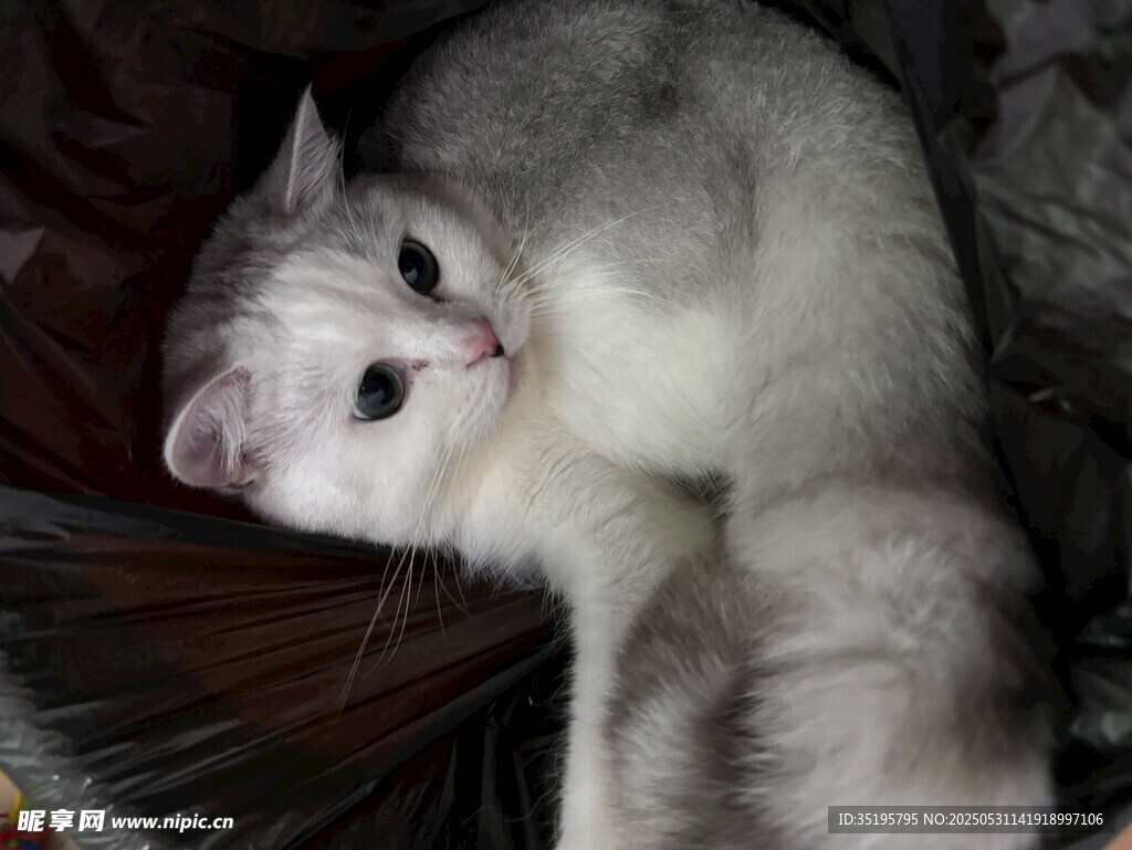 可爱猫咪依偎在一起