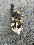 三色猫咪抬头望镜头