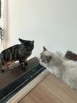 两只猫咪对视互动瞬间