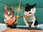 两只萌猫穿着可爱小衣服