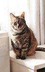 可爱猫咪端坐窗台