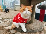 穿红衣的可爱猫咪