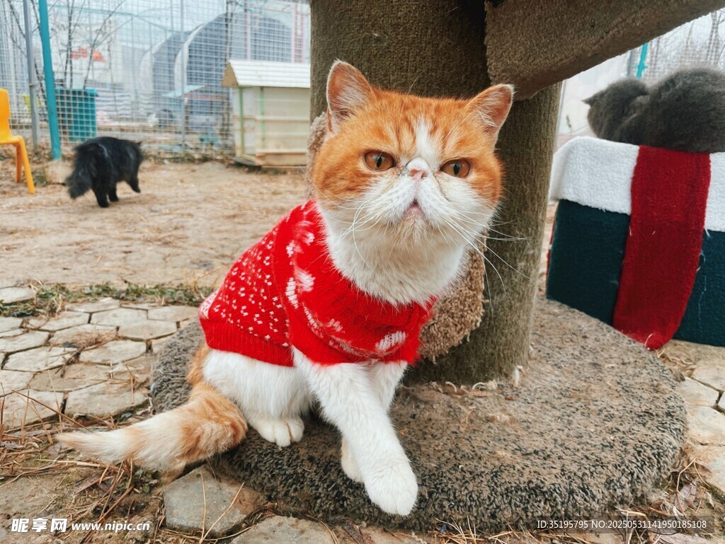 穿红衣的可爱猫咪