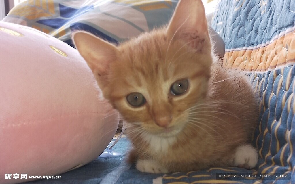 可爱橘色小猫趴卧