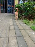 街头漫步的可爱猫咪