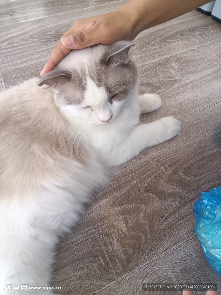 温柔抚摸下的慵懒猫咪