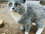 灰毛萌猫睁大眼睛瞧着