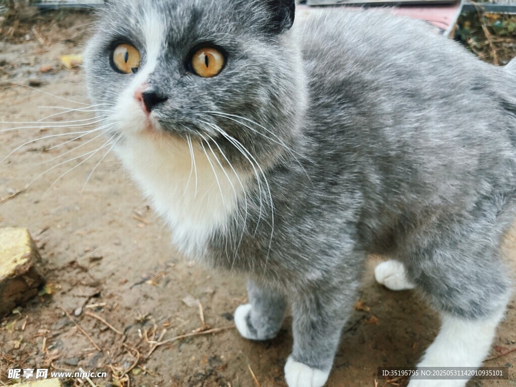 灰毛萌猫睁大眼睛瞧着