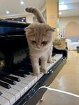 小猫漫步在钢琴黑白键上