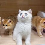 三只萌猫可爱同框